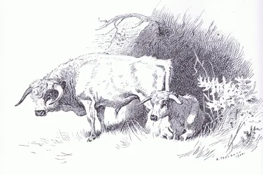 Highland Cattle, pub. av Book Club Associates