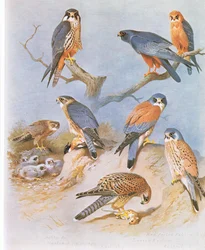 Hobby, Merlin, Rödfotsfalk, Lillfalk och Kestrel, pub. av Book Club Associates, 1972