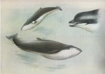 Lesser Rorqual och Rudolphs Rorqual, från Thorburns Mammals publicerad av Longmans and Co, ca. 1920