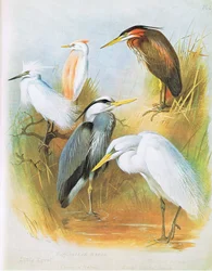 Little Egret, Buff Backed Heron, Common Heron, Purple Heron, Great White Heron, pub. av Book Club Associates, 1972