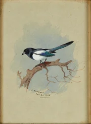 Skata på en gren (bläck och akvarell)