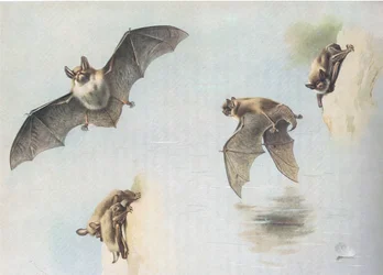 Natterers Bat and Daubentons Bat, från Thorburns Mammals publicerad av Longmans and Co, ca. 1920