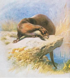 Otter, pub. av Book Club Associates, 1972