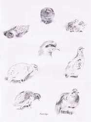 Partridges, 1938
