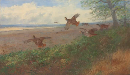 Rapphöns under flygning
