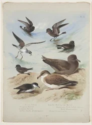 Petrels, ca 1915 (akvarell & kroppsfärg över penna på papper)