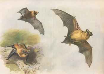 Pipistrelle eller Common Bat, från Thorburns Mammals publicerad av Longmans and Co, ca. 1920
