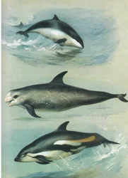 Tumlare, Rissos Grampus och White Sided Dolphin, från Thorburn