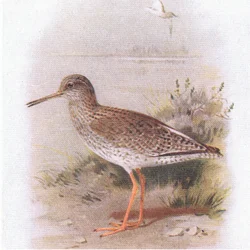 Redshank, från Birds of the British Isles and Their Eggs publicerad av Frederick Warne & Co Ltd, 1958