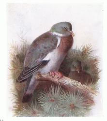 Ring Dove, från Birds of the British Isles and Their Eggs publicerad av Frederick Warne & Co Ltd, 1958