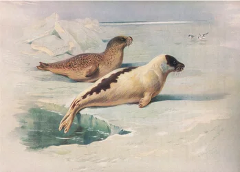 Ringsäl och grönlandssäl, från Thorburns Mammals publicerad av Longmans och Co, ca. 1920