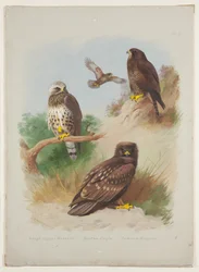 Råvråk, fläckig örn och ormvråk, ca 1915 (akvarell & kroppsfärg med gummi arabicum över penna ombord)