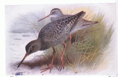 Spotted Redshank, från Birds of the British Isles and Their Eggs publicerad av Frederick Warne & Co Ltd, 1958