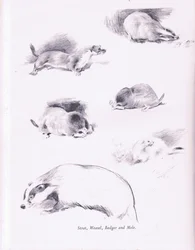 Stoat, vessla, grävling och mullvad, 1938