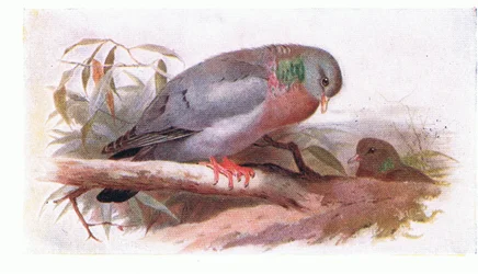 Stock Dove, från Birds of the British Isles and Their Eggs publicerad av Frederick Warne & Co Ltd, 1958
