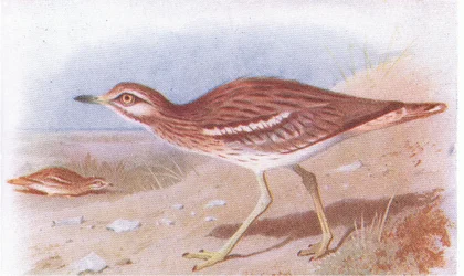 Stone Curlew, från Birds of the British Isles and Their Eggs publicerad av Frederick Warne & Co Ltd, 1958