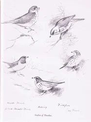 Studie av trastar, 1938