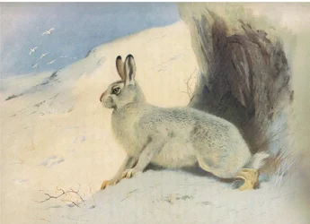 The Mountain Hare in winter, från Thorburns Mammals publicerad av Longmans and Co, ca. 1920
