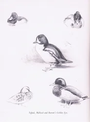 Tufted Ducks, gräsand, Barrows Goldeneye, 1938