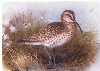 Whimbrel, från Birds of the British Isles and Their Eggs publicerad av Frederick Warne & Co Ltd, 1958