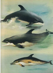 Vitnäbbdelfin, flaskdelfin och vanlig delfin, från Thorburn