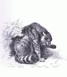 Wildcat, pub. av Book Club Associates