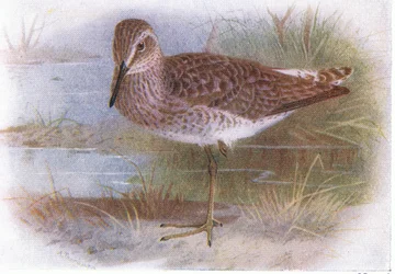 Wood Sandpiper, från Birds of the British Isles and Their Eggs publicerad av Frederick Warne & Co Ltd, 1958