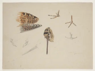 Morkullans näbb, fötter och vinge, ca 1915