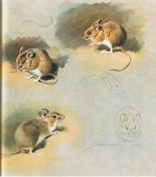 Woodmouse, pub. av Book Club Associates, 1972