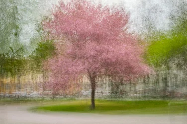Ett suddigt rosa vårträd