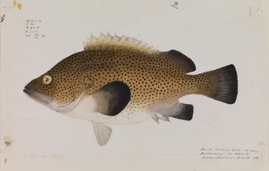 Östra Wirra, Acanthistius ocellatus