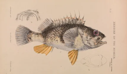 Havsabborre, Helicolenus percoides