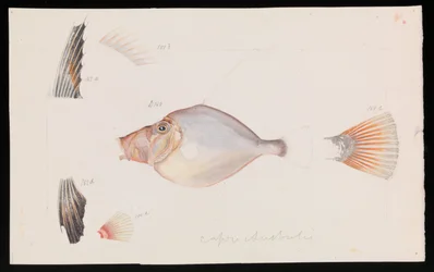 Silver Dory, Cyttus australis