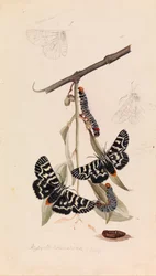 Vinmal, Comocrus behri