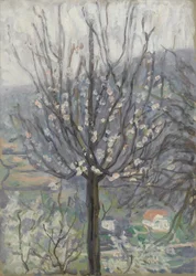 Blossom, tidig morgon