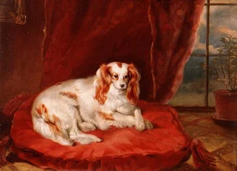 En Cavalier King Charles Spaniel liggande på en röd kudde