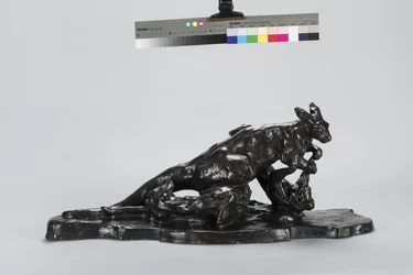 Känguru och hund