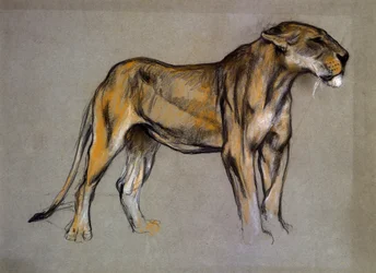 A Lioness, ca 1900 (pastell på grått papper)