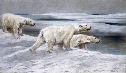 Isbjörnar, ca 1900 (färgade kritor på grått papper)