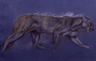 Puma (krita på papper)