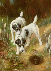 Terrier kanin