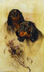 Två Gordon Setters (olja på duk)