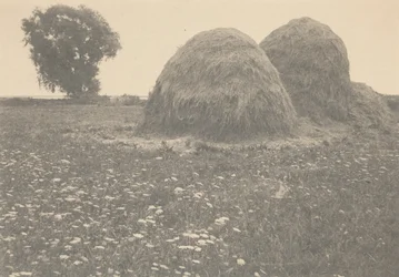 Haystacks, Ipswich,ca. 1894 (foto)