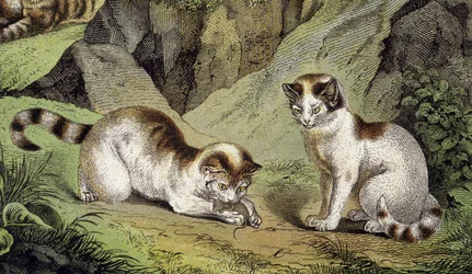 Två lekande katter (gravyr)