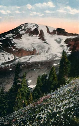 Avalanche Lilies, växer på Mount Rainier, c1916
