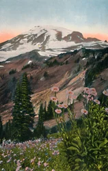 Lila astrar i Mount Rainier nationalpark, cirka 1916