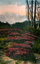Purpurljung som växer på Mount Rainier i Mount Rainier nationalpark, cirka 1916