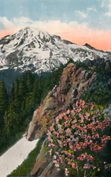 Primrose på Mount Rainier, c1916