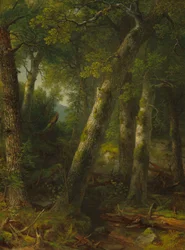 Skog i morgonljuset