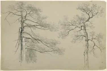 Studie av två träd, Hague, Lake George, New York, 1862 (grafit och vit gouache på grått Bristolpapper)